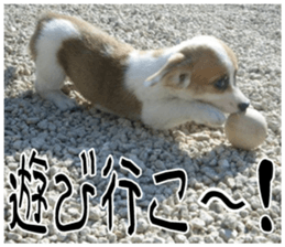 MIEDOG Welsh Corgi Cardigan sticker 7 sticker #14714884