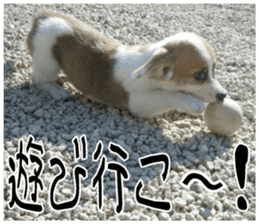 MIEDOG Welsh Corgi Cardigan sticker 7 sticker #14714884