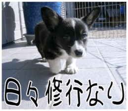 MIEDOG Welsh Corgi Cardigan sticker 7 sticker #14714885
