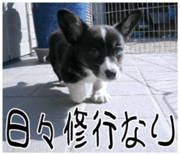 MIEDOG Welsh Corgi Cardigan sticker 7 sticker #14714885