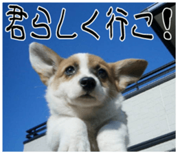 MIEDOG Welsh Corgi Cardigan sticker 7 sticker #14714886
