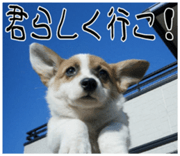 MIEDOG Welsh Corgi Cardigan sticker 7 sticker #14714886