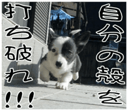 MIEDOG Welsh Corgi Cardigan sticker 7 sticker #14714887