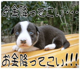 MIEDOG Welsh Corgi Cardigan sticker 7 sticker #14714888