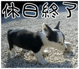 MIEDOG Welsh Corgi Cardigan sticker 7 sticker #14714889