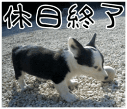 MIEDOG Welsh Corgi Cardigan sticker 7 sticker #14714889