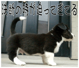 MIEDOG Welsh Corgi Cardigan sticker 7 sticker #14714890