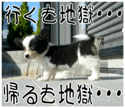 MIEDOG Welsh Corgi Cardigan sticker 7 sticker #14714892