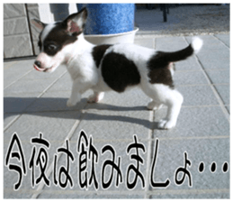 MIEDOG Welsh Corgi Cardigan sticker 7 sticker #14714893