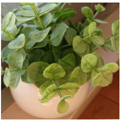 Plants and facial expressions