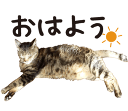 kijitoracat bunchan sticker #14718510