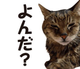 kijitoracat bunchan sticker #14718511