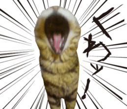 kijitoracat bunchan sticker #14718512