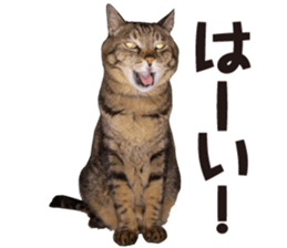 kijitoracat bunchan sticker #14718513