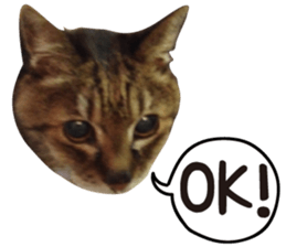 kijitoracat bunchan sticker #14718514