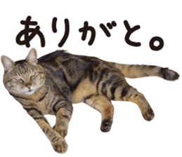 kijitoracat bunchan sticker #14718515