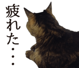 kijitoracat bunchan sticker #14718518