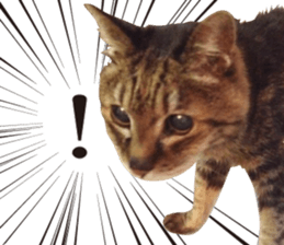 kijitoracat bunchan sticker #14718519