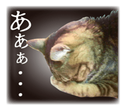 kijitoracat bunchan sticker #14718520