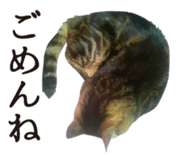 kijitoracat bunchan sticker #14718521