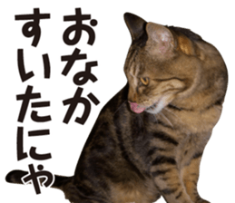 kijitoracat bunchan sticker #14718522