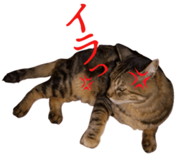 kijitoracat bunchan sticker #14718523