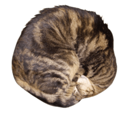 kijitoracat bunchan sticker #14718525