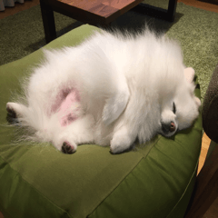 A white pomeranian