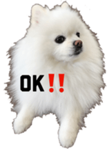A white pomeranian sticker #14719862