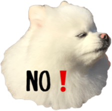 A white pomeranian sticker #14719863