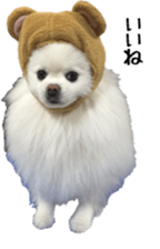 A white pomeranian sticker #14719864