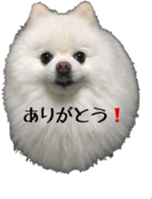 A white pomeranian sticker #14719865