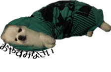 A white pomeranian sticker #14719866