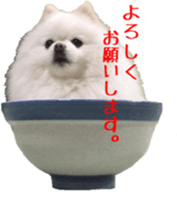 A white pomeranian sticker #14719867