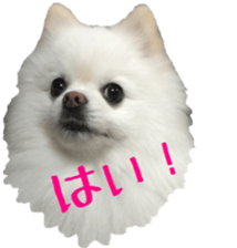 A white pomeranian sticker #14719868
