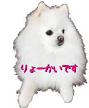 A white pomeranian sticker #14719869