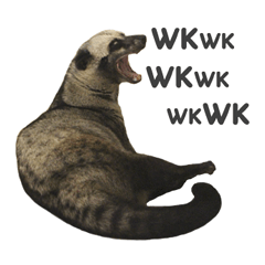 Mumu the Cute Asian Palm Civet 2