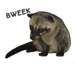 Mumu the Cute Asian Palm Civet 2 sticker #14724988