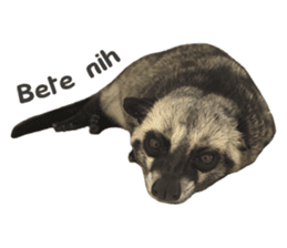 Mumu the Cute Asian Palm Civet 2 sticker #14724996