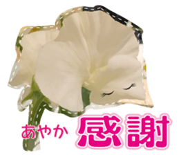 Ayaka Sticker only for flowers photos sticker #14725361