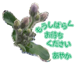 Ayaka Sticker only for flowers photos sticker #14725366