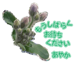Ayaka Sticker only for flowers photos sticker #14725366