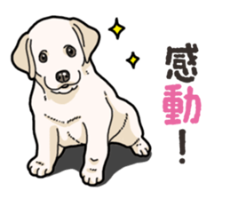 Wanko-biyori puppy Labrador retriever 4 sticker #14725891