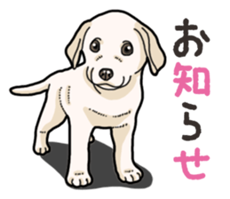 Wanko-biyori puppy Labrador retriever 4 sticker #14725900