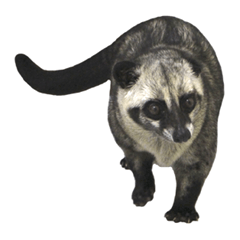 Mumu the Cute Asian Palm Civet