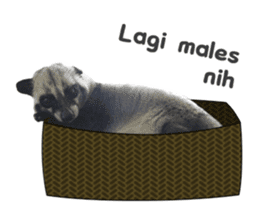 Mumu the Cute Asian Palm Civet sticker #14726698
