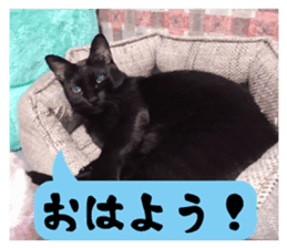 Murmur of black cat KURONYAN sticker #14728662