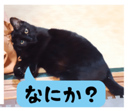 Murmur of black cat KURONYAN sticker #14728664