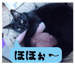 Murmur of black cat KURONYAN sticker #14728665