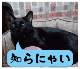 Murmur of black cat KURONYAN sticker #14728670